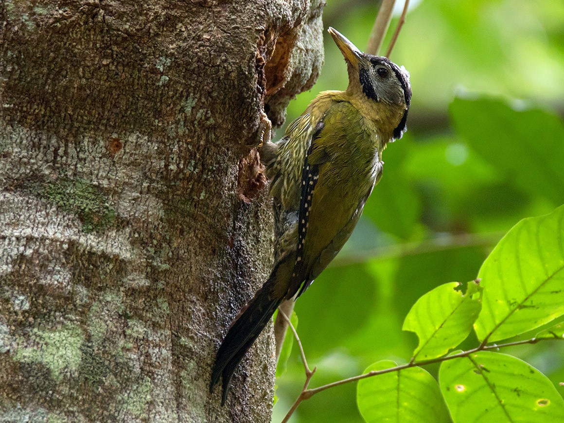 Laced Woodpecker - Ayuwat Jearwattanakanok