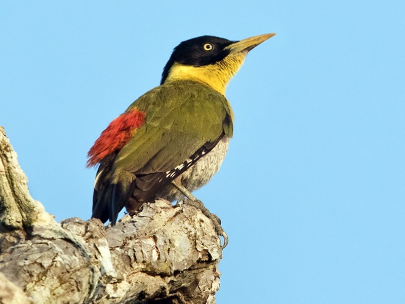 Black-headed Woodpecker - eBird