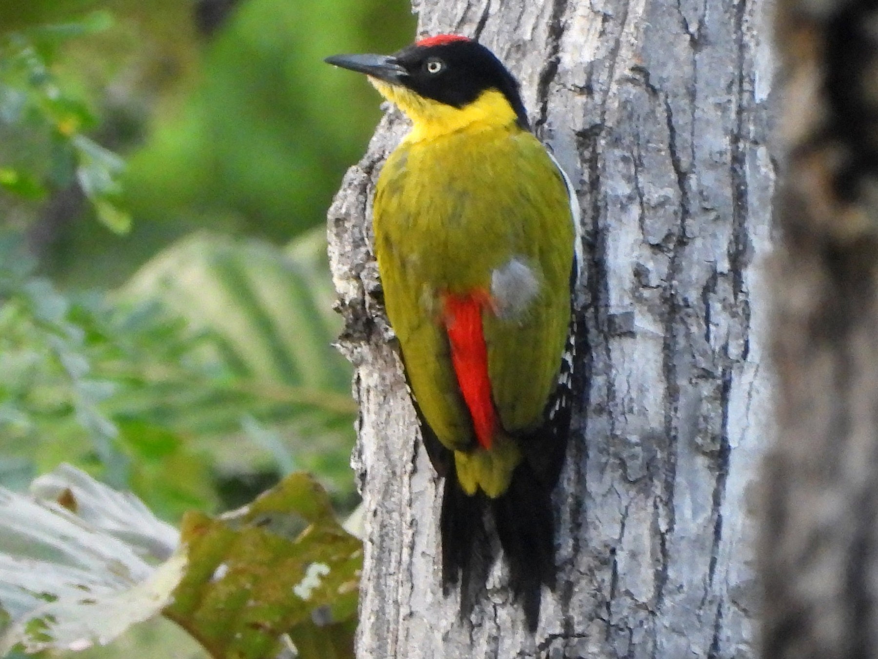 Black-headed Woodpecker - Barry Reed