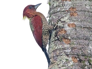  - Banded Woodpecker