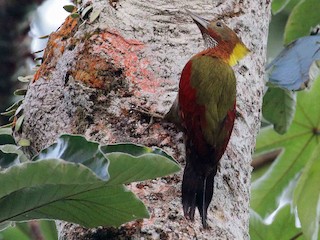Checker-throated Woodpecker - eBird