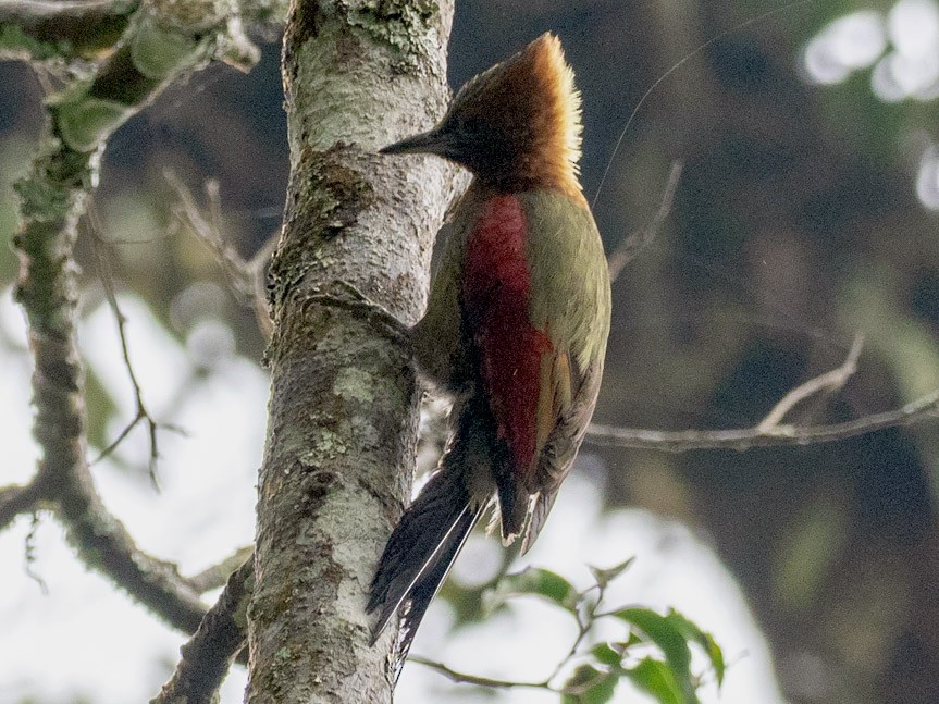 Checker-throated Woodpecker - Forest Botial-Jarvis