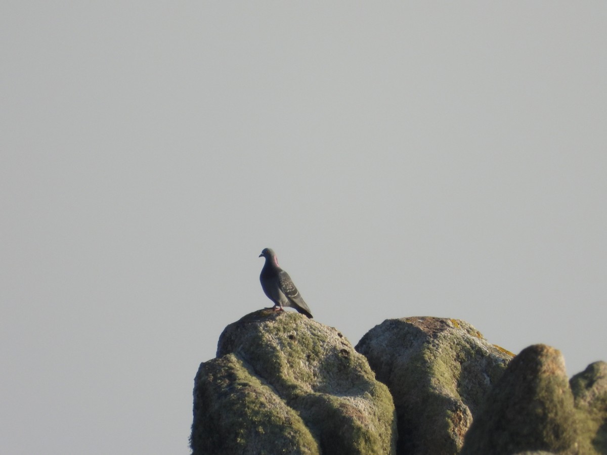 Rock Pigeon (Feral Pigeon) - ML221156331