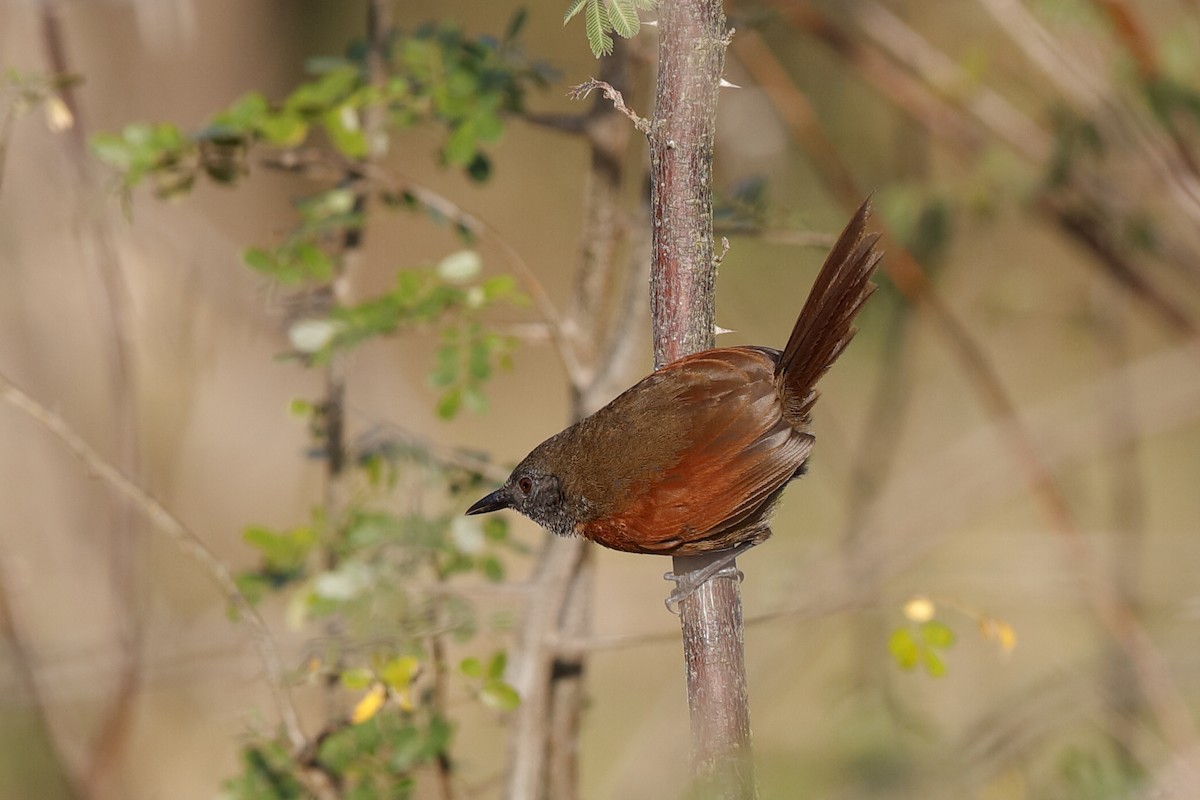 Rufous-breasted Spinetail - Holger Teichmann