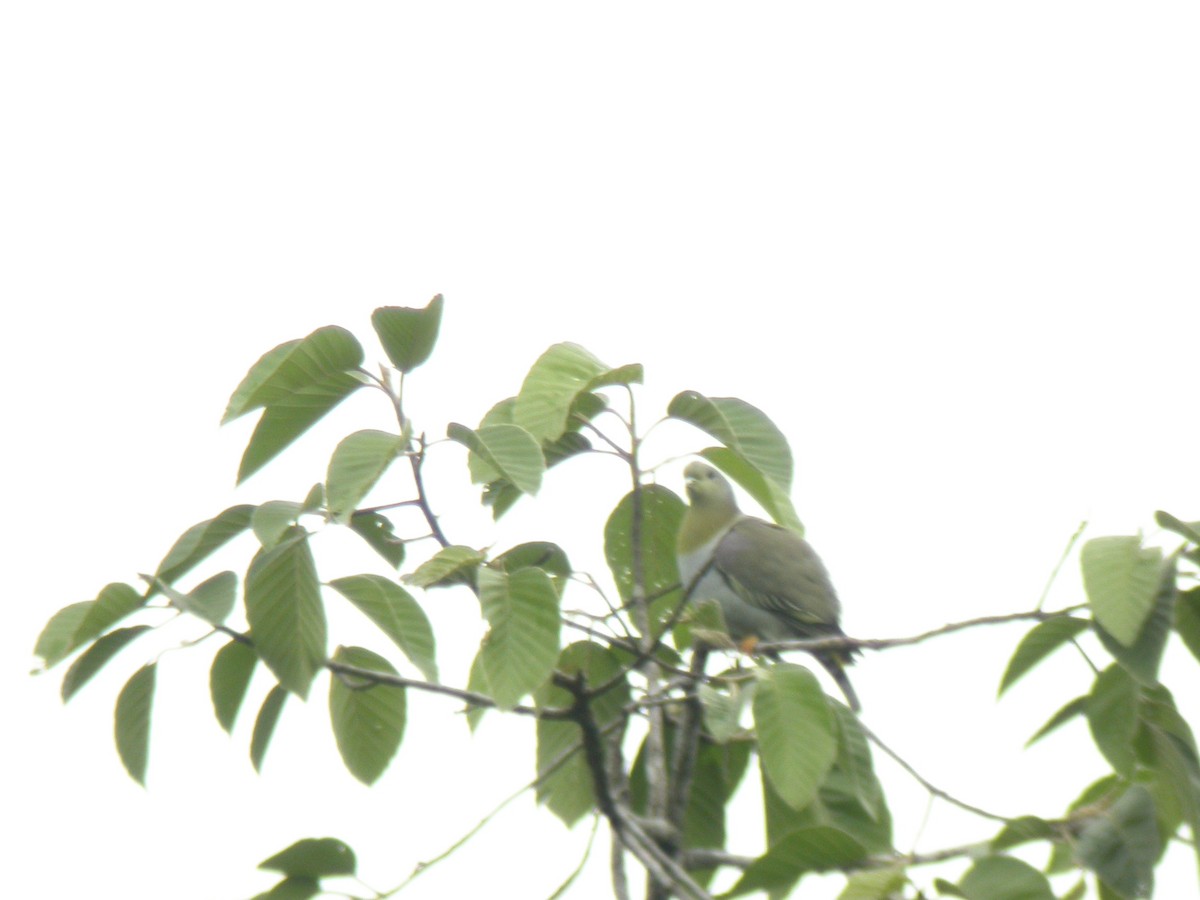 Yellow-footed Green-Pigeon - ML221158831