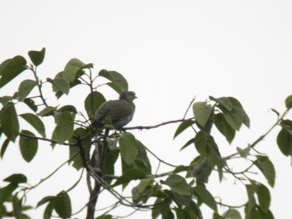 Yellow-footed Green-Pigeon - ML221158841