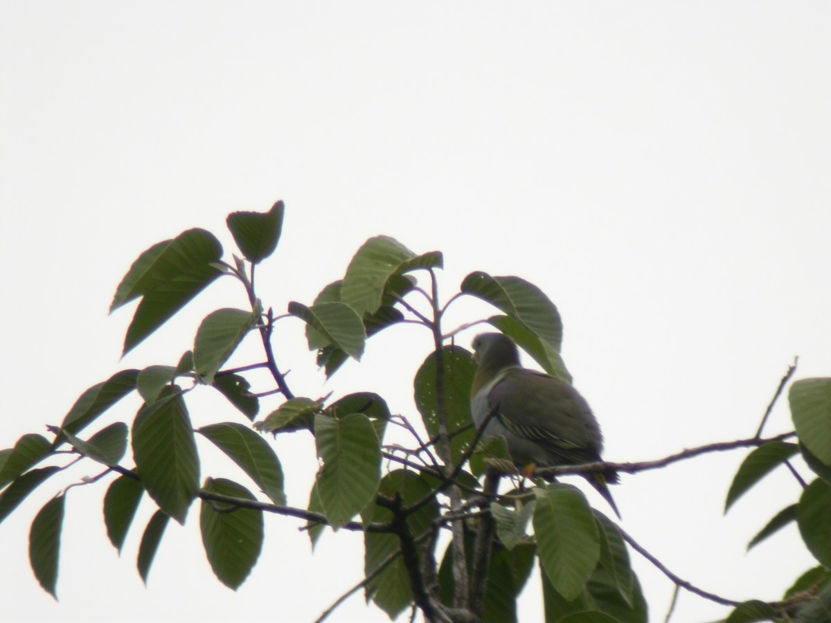 Yellow-footed Green-Pigeon - ML221158871