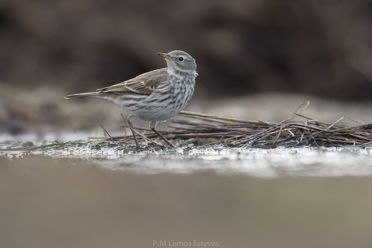 Water Pipit - ML22116041