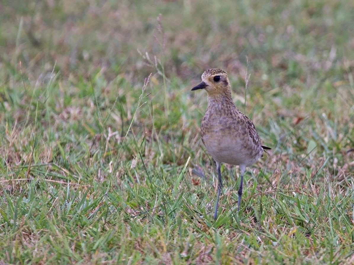 Pacific Golden-Plover - Niall D Perrins