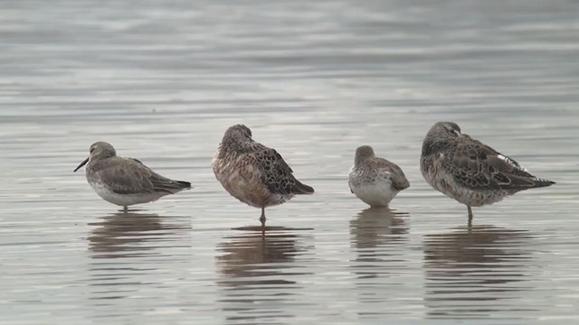 Long-billed Dowitcher - ML221160781