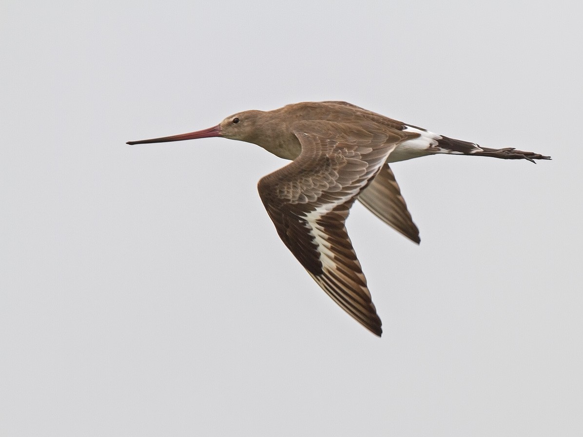 Black-tailed Godwit (limosa) - Niall D Perrins
