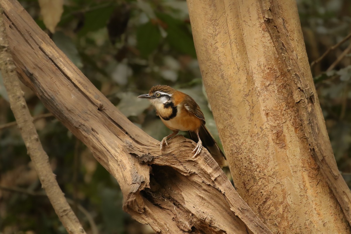 Lesser Necklaced Laughingthrush - ML221162641