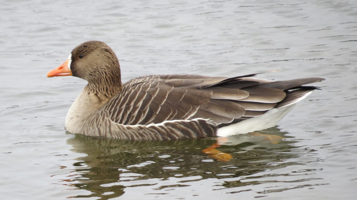 Greater White-fronted Goose - Kevin Hannah