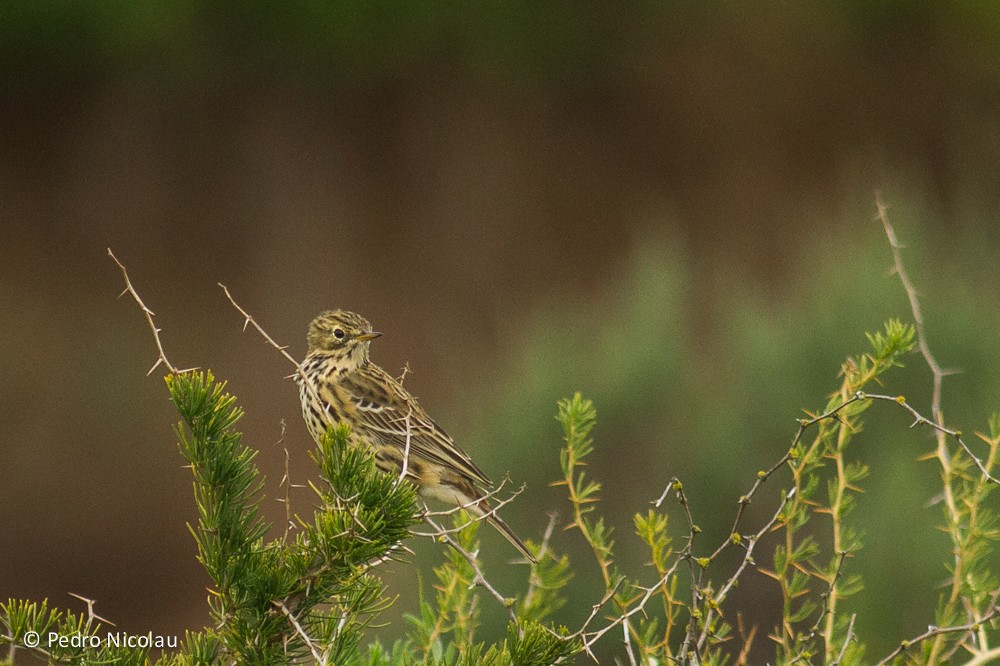 Meadow Pipit - ML22116511