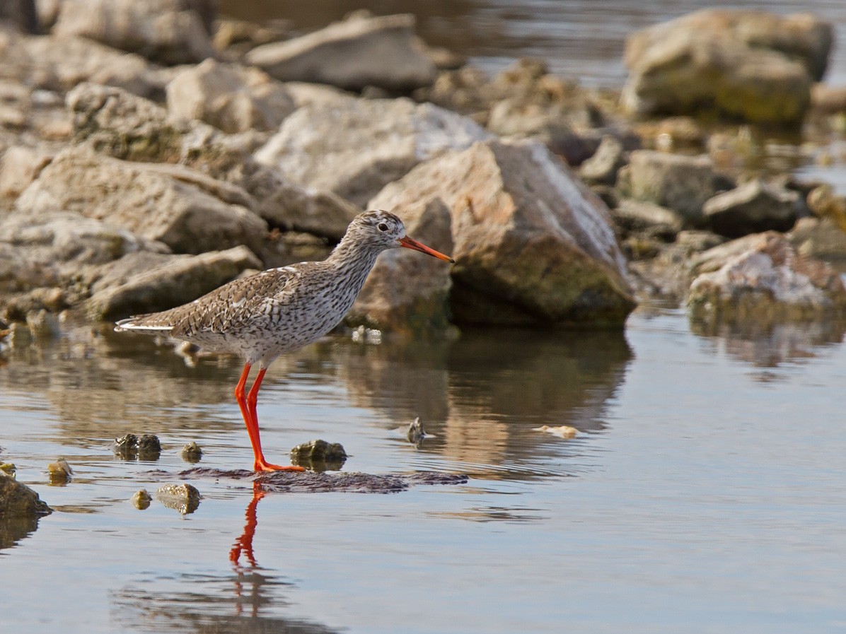 Common Redshank - Niall D Perrins