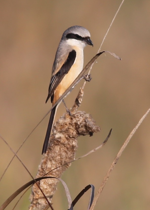 Long-tailed Shrike - Chandrika Khirani