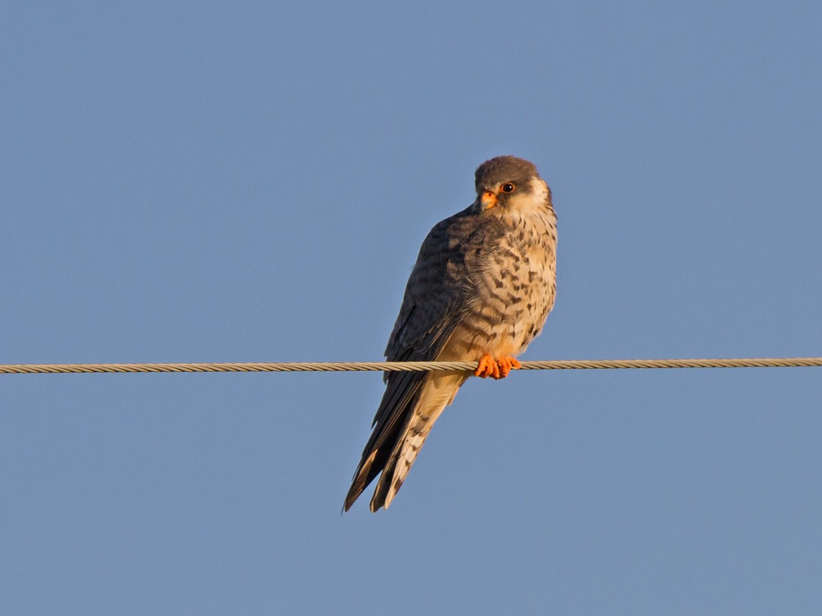 Amur Falcon - Niall D Perrins