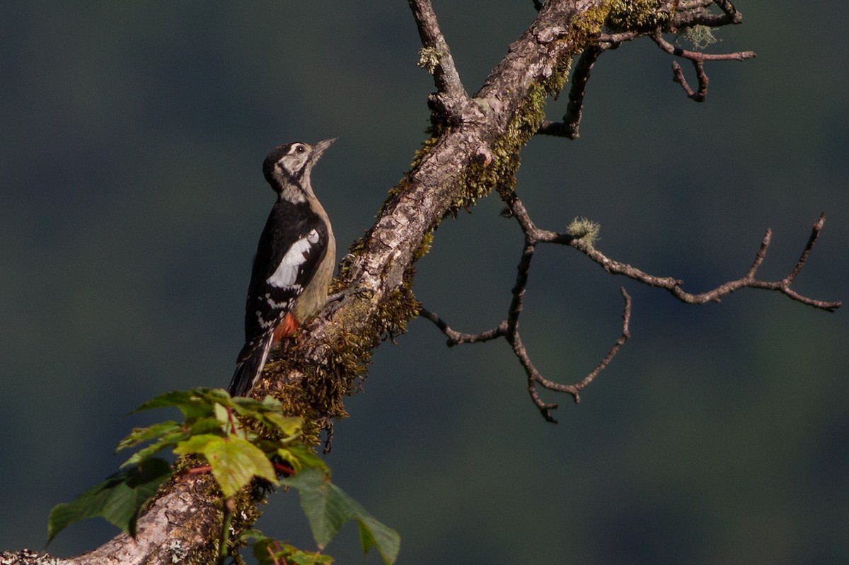 Himalayan Woodpecker - ML221168481