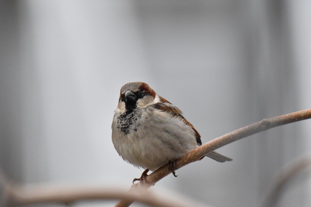House Sparrow - france dallaire