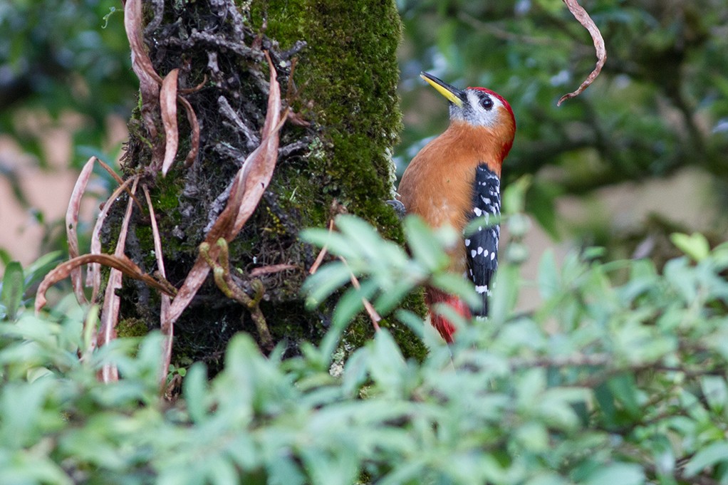 Rufous-bellied Woodpecker - ML221170401