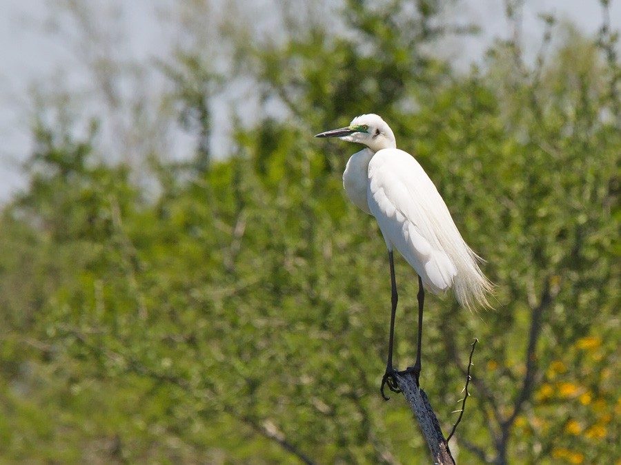 Great Egret (African) - Niall D Perrins