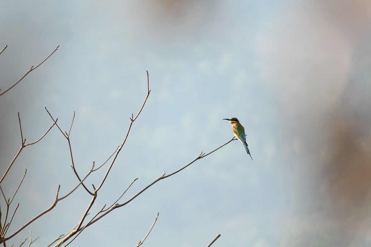 Blue-tailed Bee-eater - Ambady Sasi