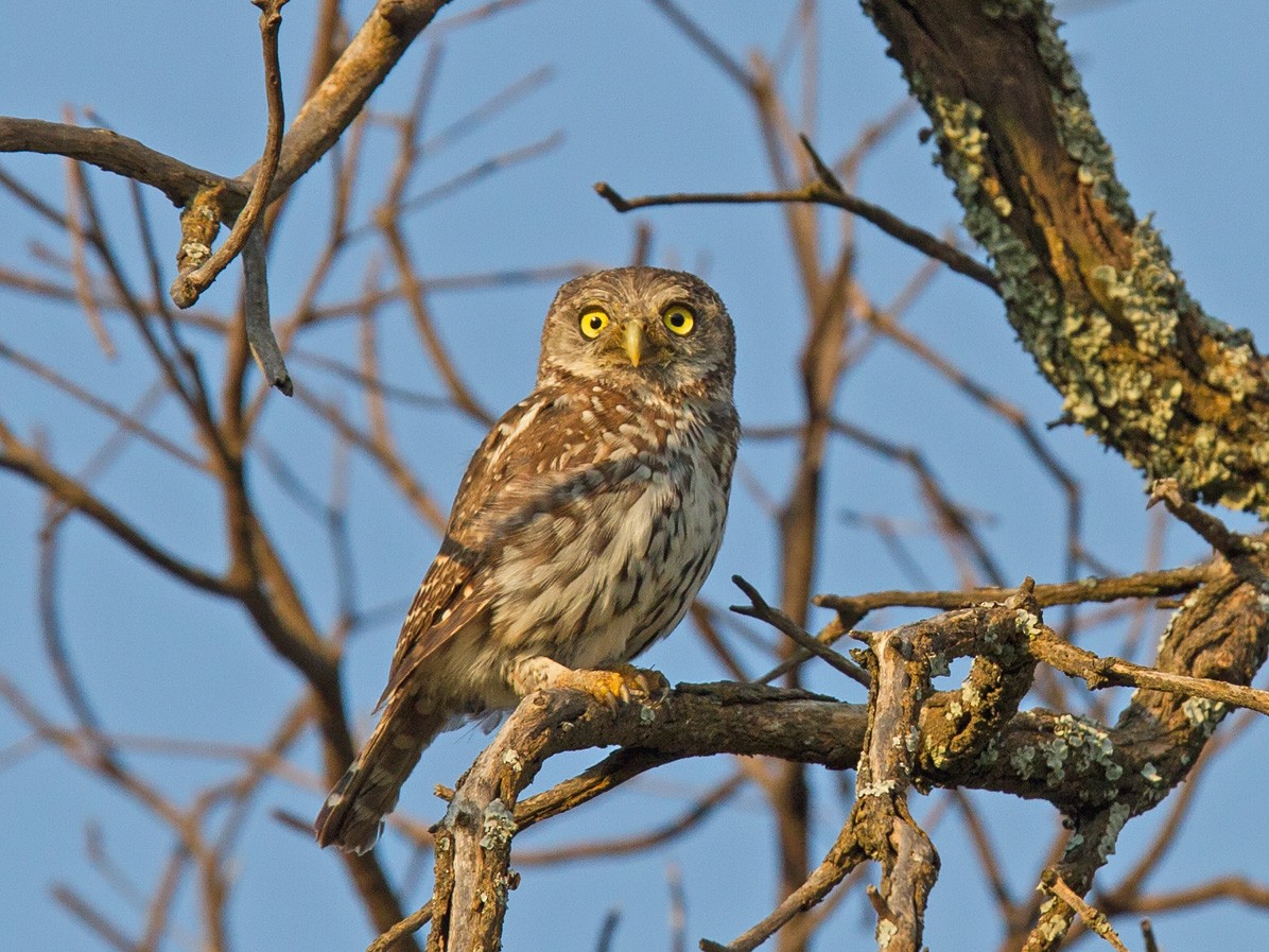 Pearl-spotted Owlet - ML221171311