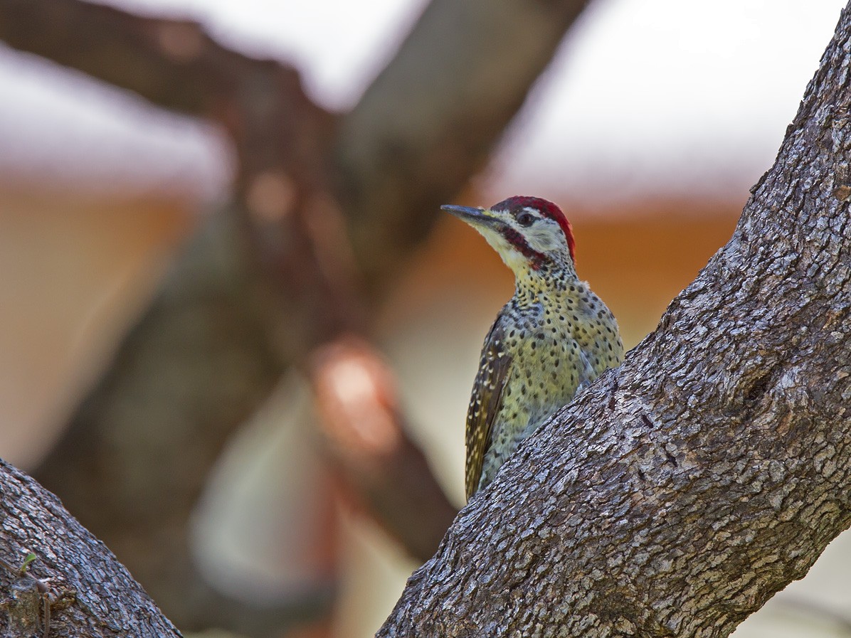 Bennett's Woodpecker (Bennett's) - ML221171631