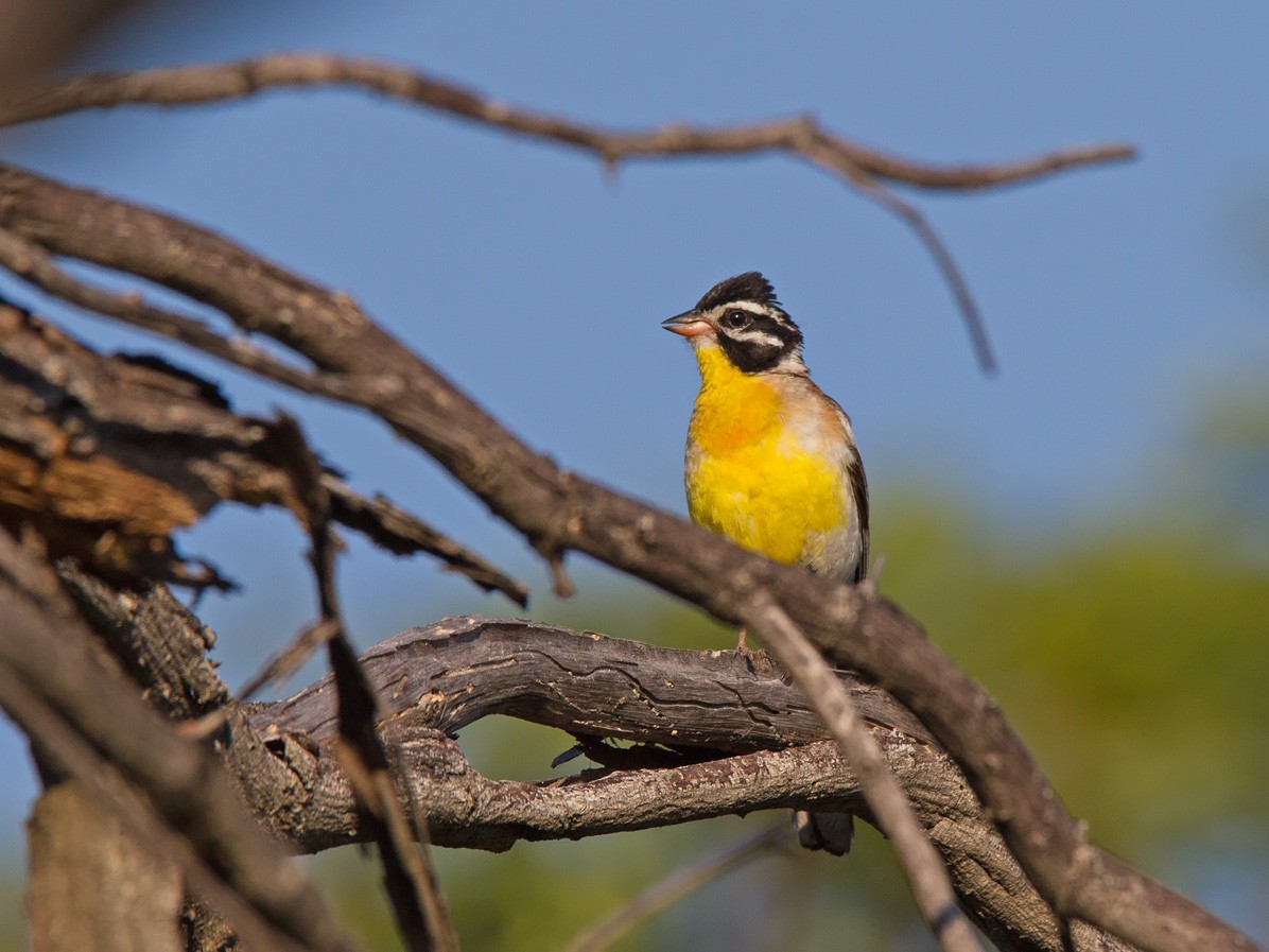 Golden-breasted Bunting - ML221172101