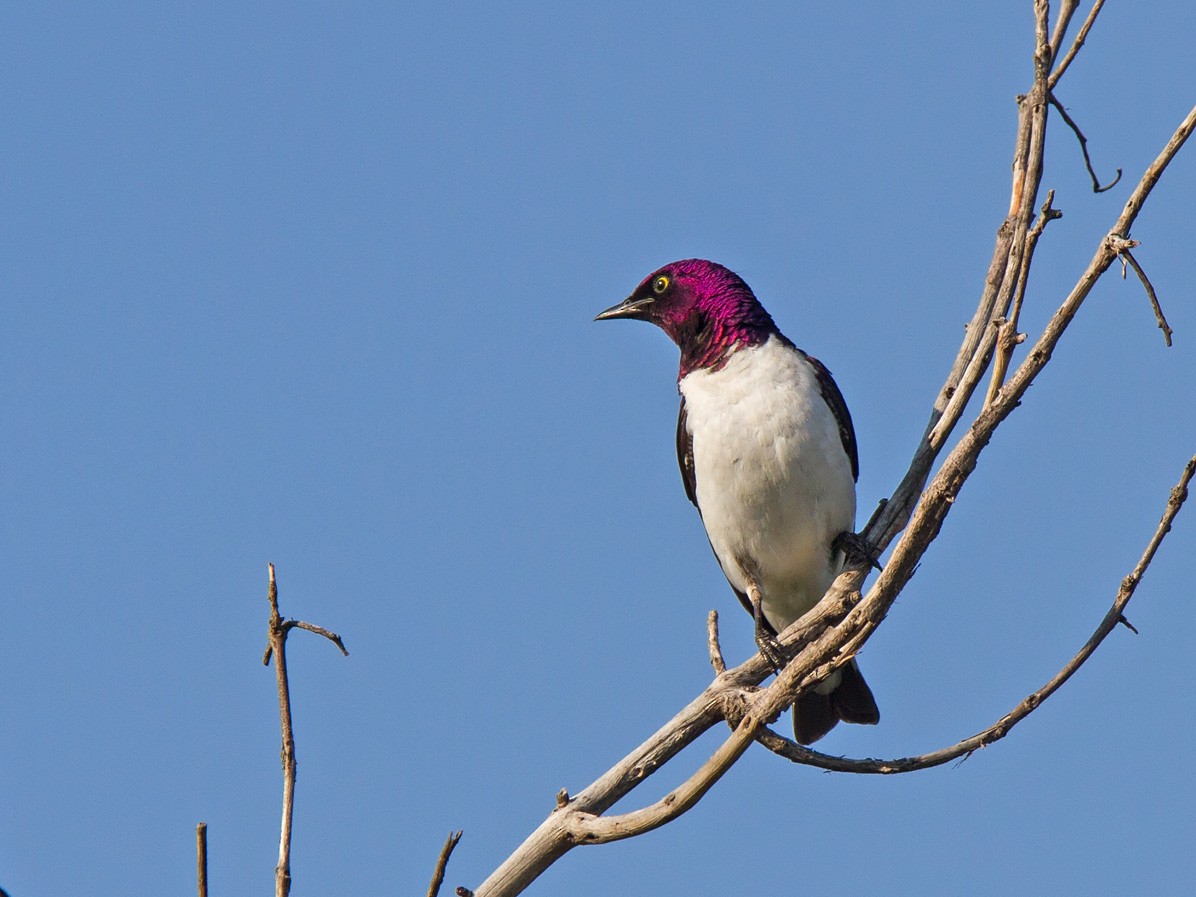 Violet-backed Starling - ML221172271