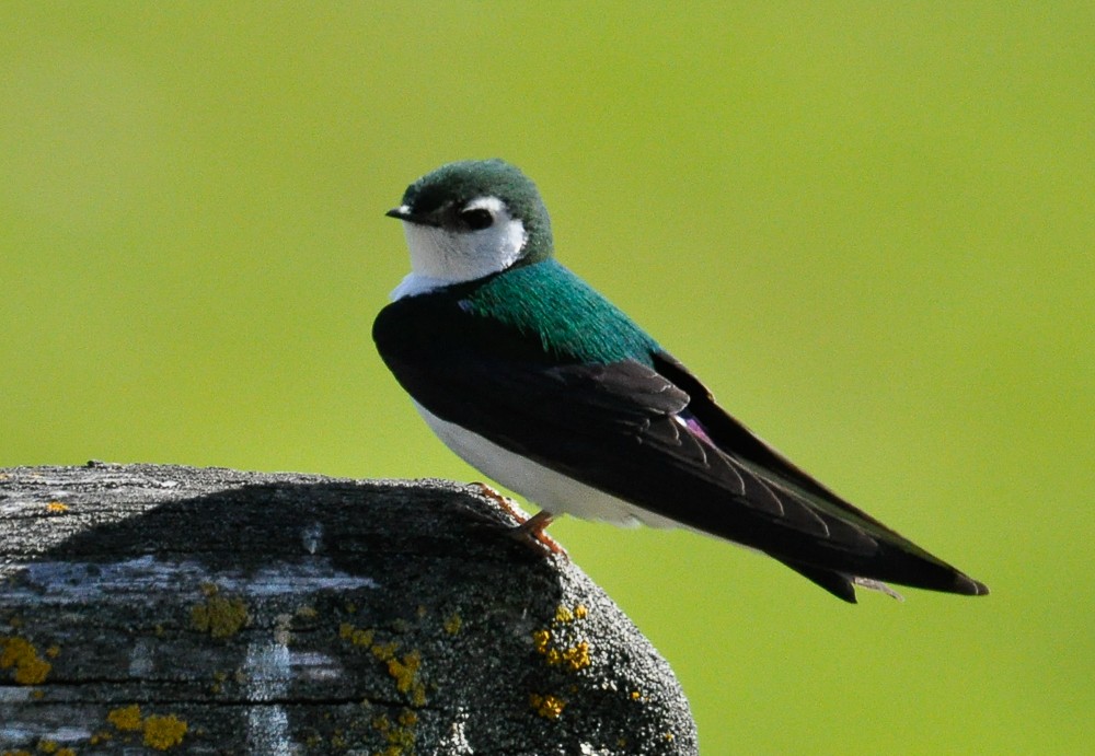 Violet-green Swallow - Bert Filemyr