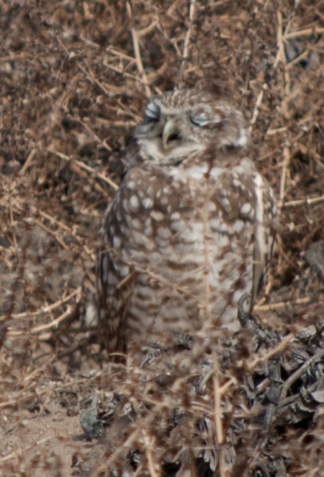 Burrowing Owl - Ethan Longhenry
