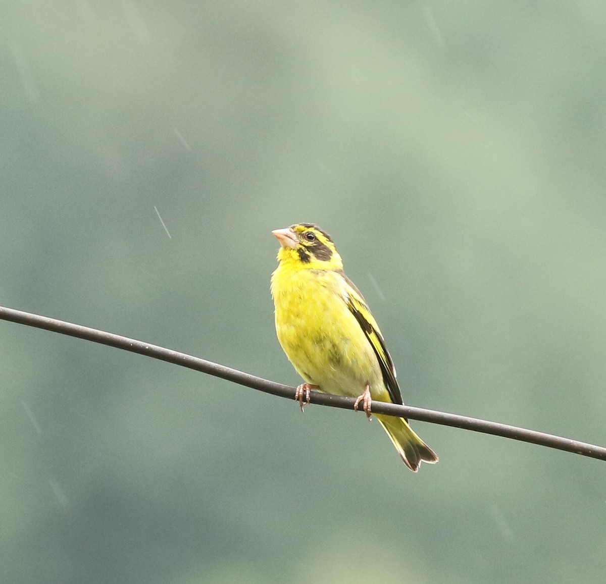 Yellow-breasted Greenfinch - ML221176251