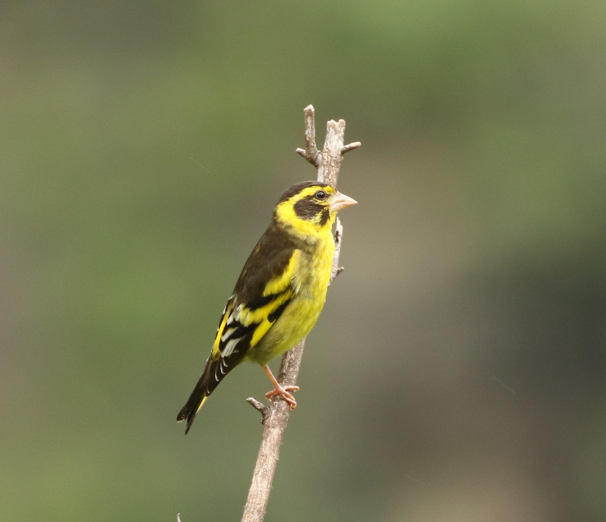 Yellow-breasted Greenfinch - Nayana Amin