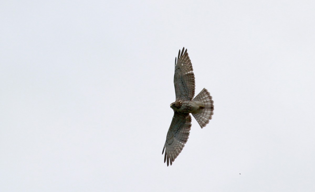 Broad-winged Hawk (Northern) - ML22117921