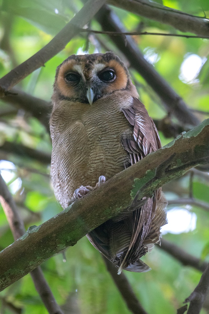 Brown Wood-Owl - ML221182361