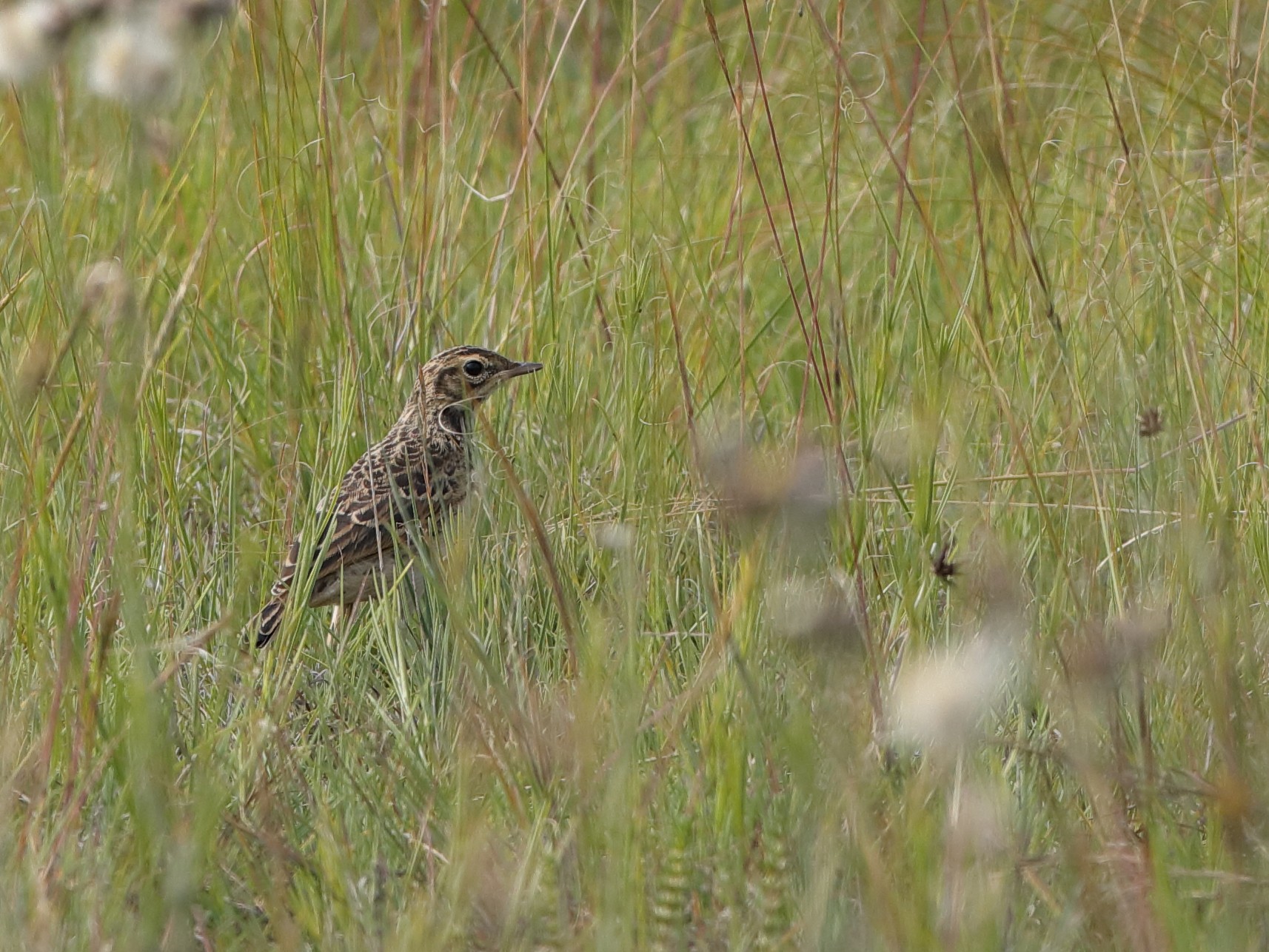 Rudd's Lark - eBird