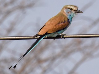  - Racket-tailed Roller