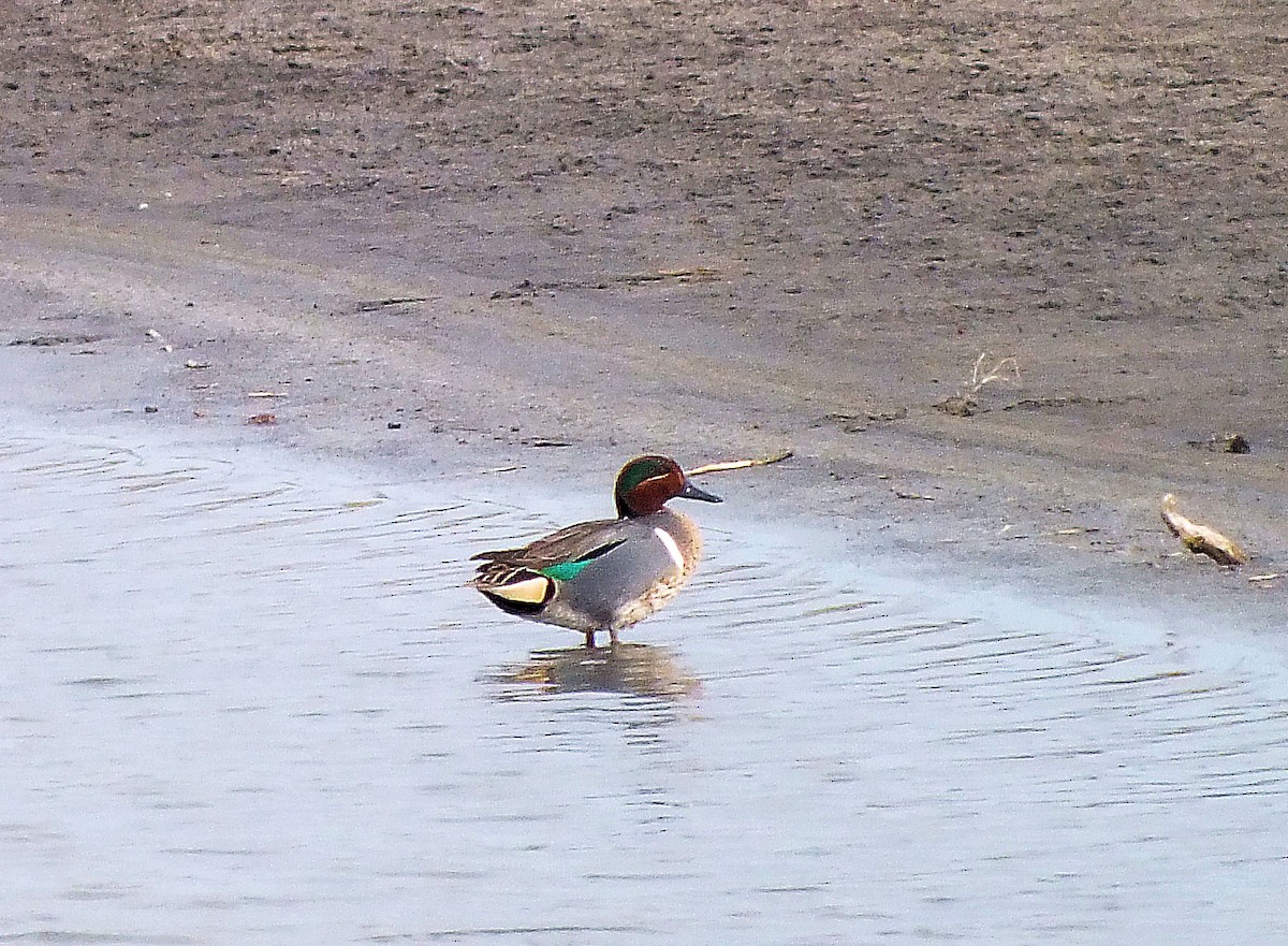 Green-winged Teal - ML221183421