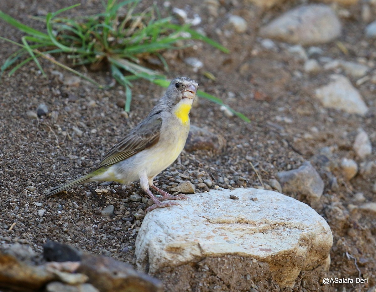 Yellow-throated Serin - Fanis Theofanopoulos (ASalafa Deri)