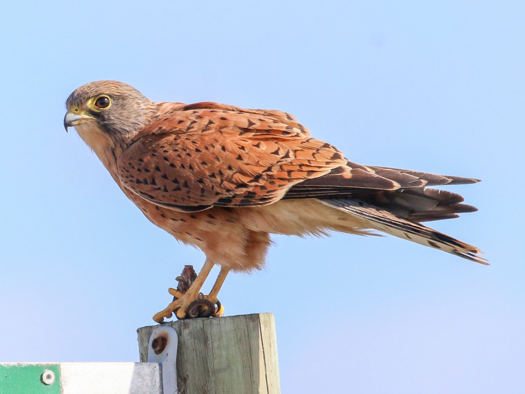 Rock Kestrel - Allison Miller