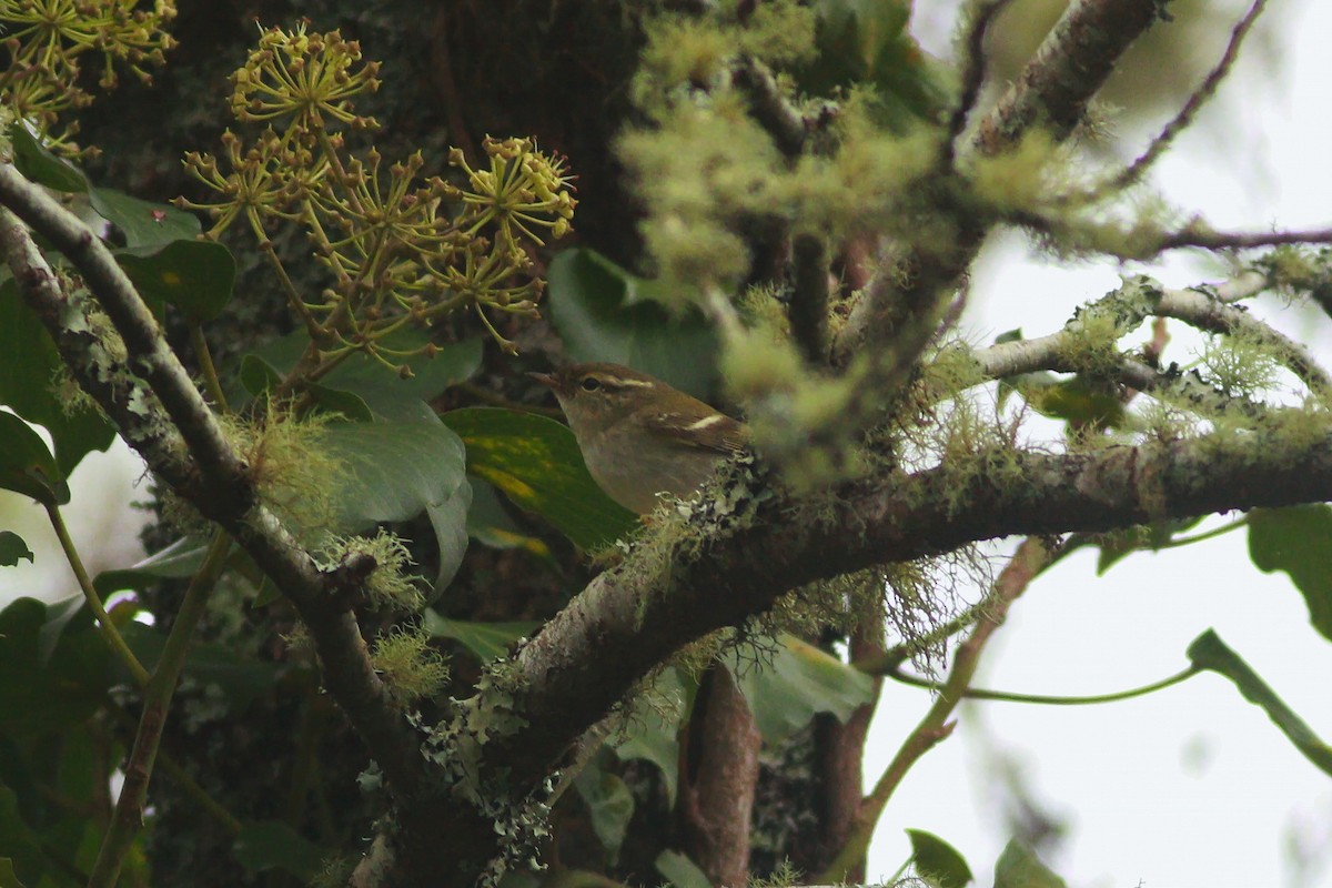 Yellow-browed Warbler - ML221185301