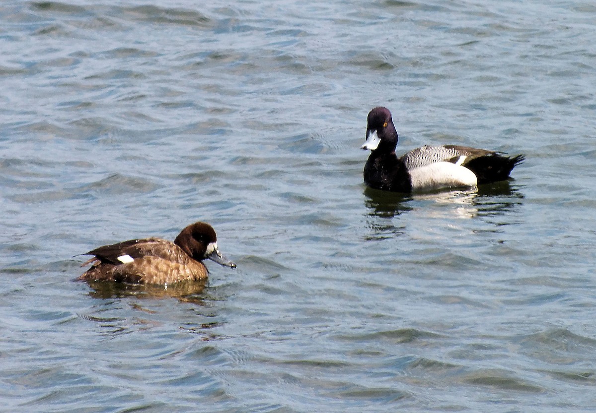 Lesser Scaup - Francis Pease