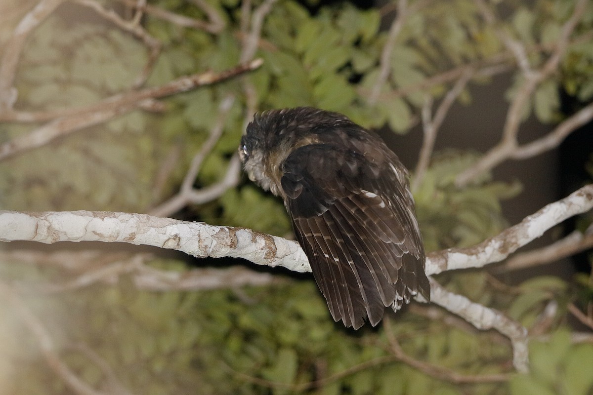 Tawny-browed Owl - ML221185901