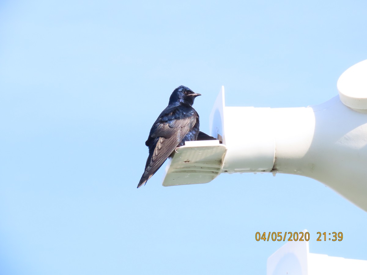 Purple Martin - J Reinhard