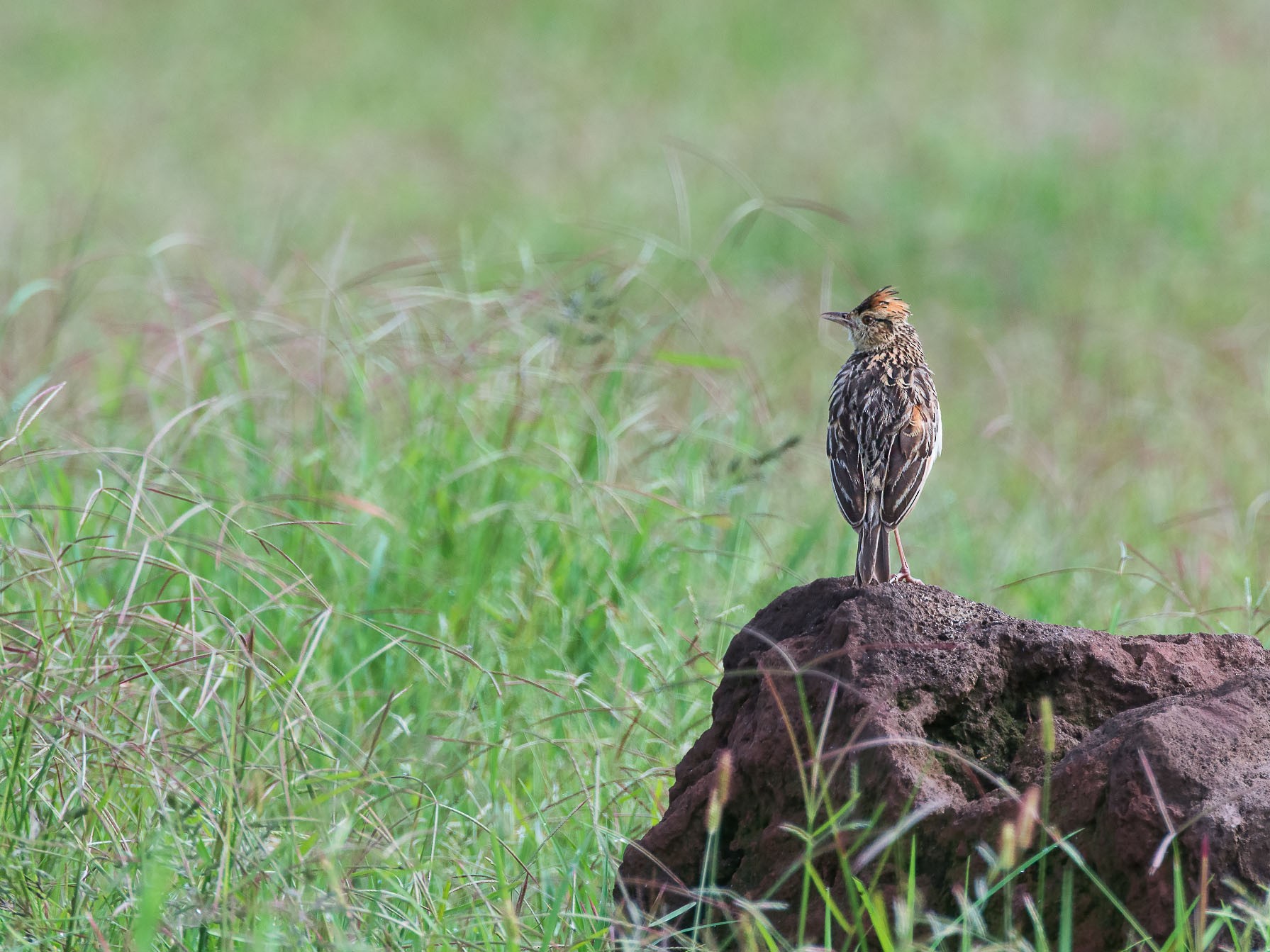 Rufous-naped Lark - eBird