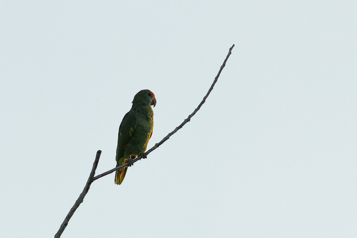 Red-browed Parrot - ML221186891