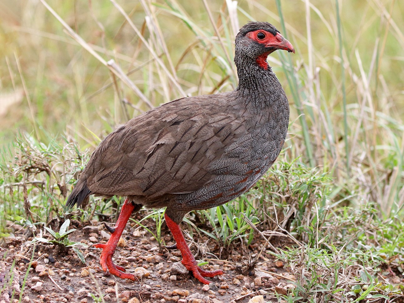Red-necked Spurfowl - Charley Hesse TROPICAL BIRDING