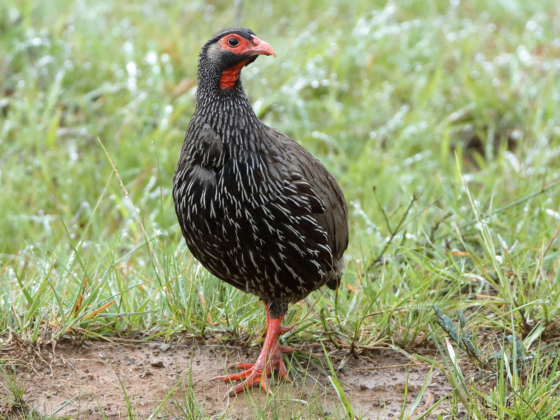 Red-necked Francolin - Holger Teichmann
