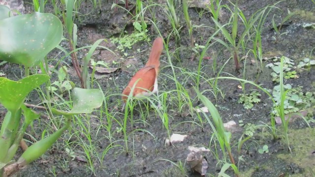 Red-and-white Spinetail - ML221187471